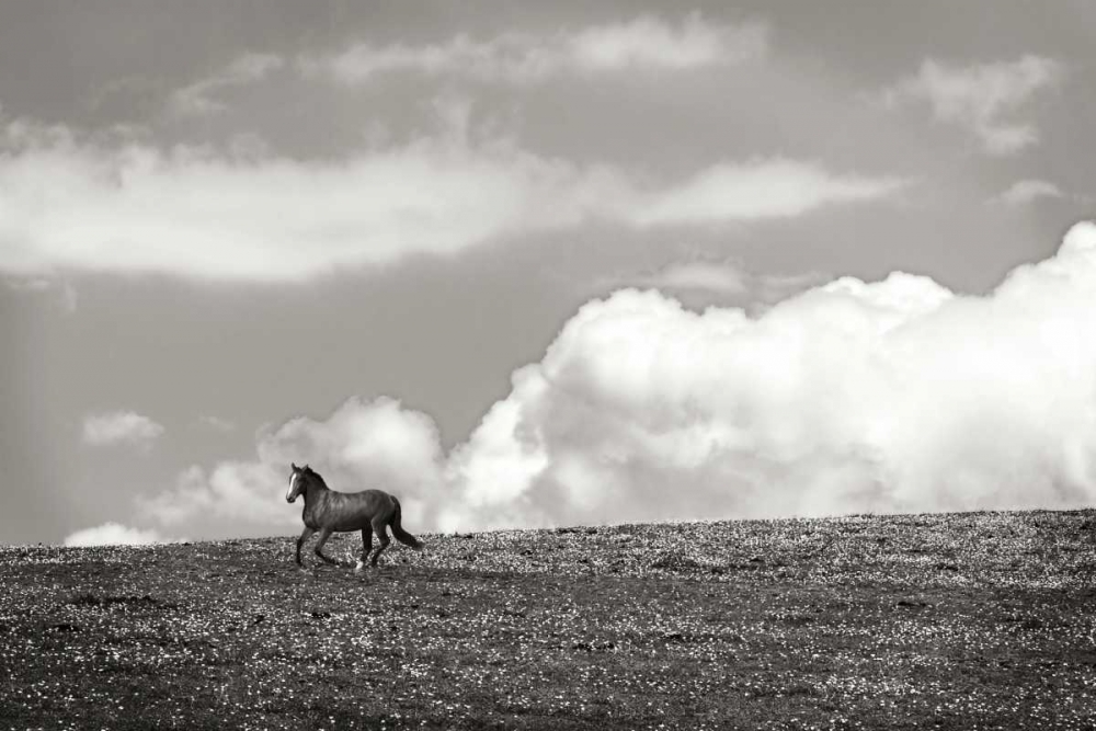 Horses in the Clouds I - BW art print by Alan Hausenflock for $57.95 CAD