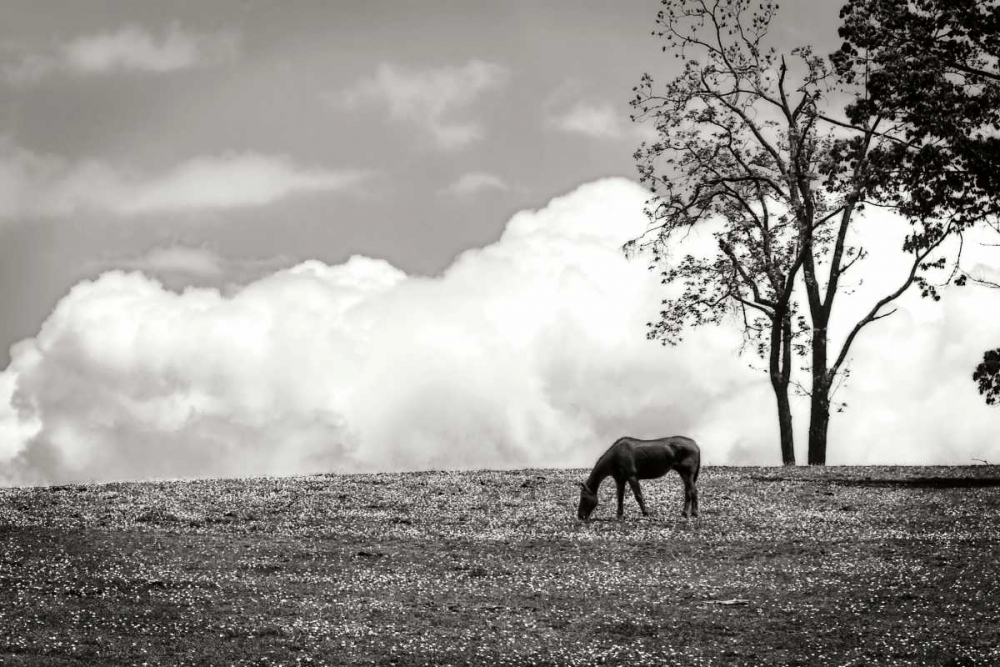 Horses in the Clouds II - BW art print by Alan Hausenflock for $57.95 CAD