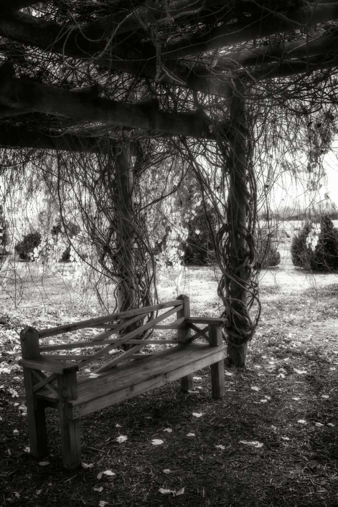 Winter Arbor I art print by Alan Hausenflock for $57.95 CAD