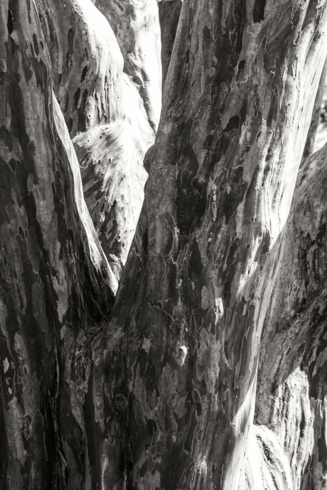 Shedded Bark I art print by Alan Hausenflock for $57.95 CAD
