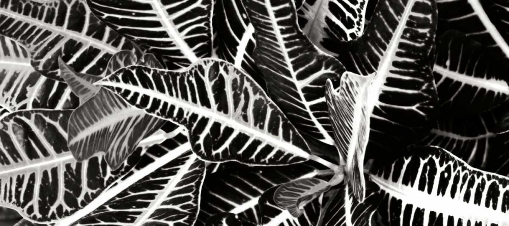 Croton I art print by Alan Hausenflock for $57.95 CAD