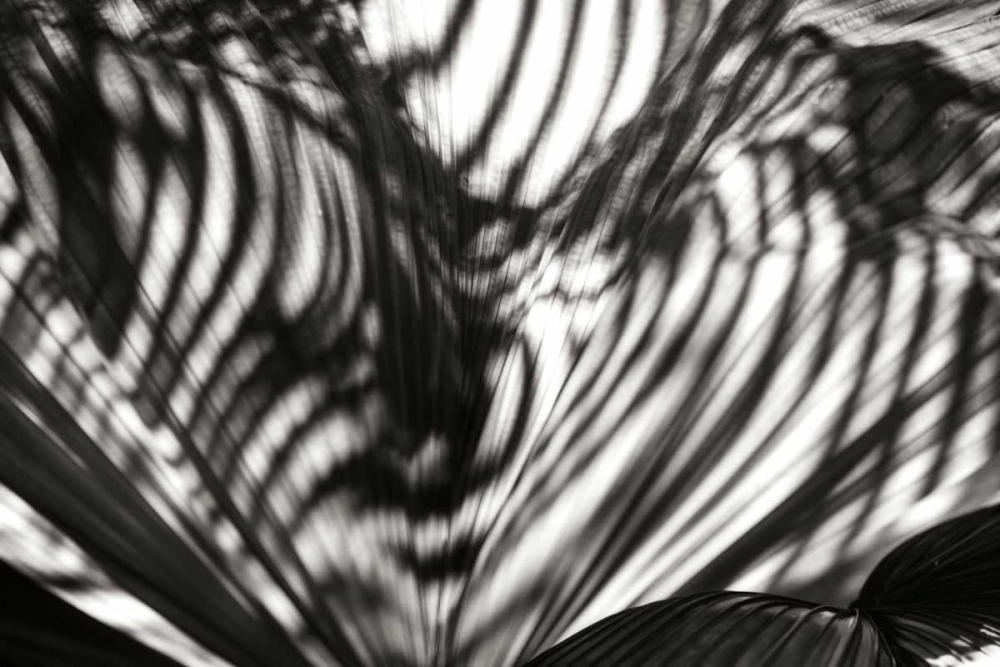 Palm of Shadows art print by Alan Hausenflock for $57.95 CAD