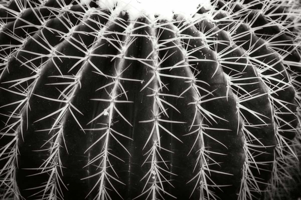 Spiny Rows art print by Alan Hausenflock for $57.95 CAD