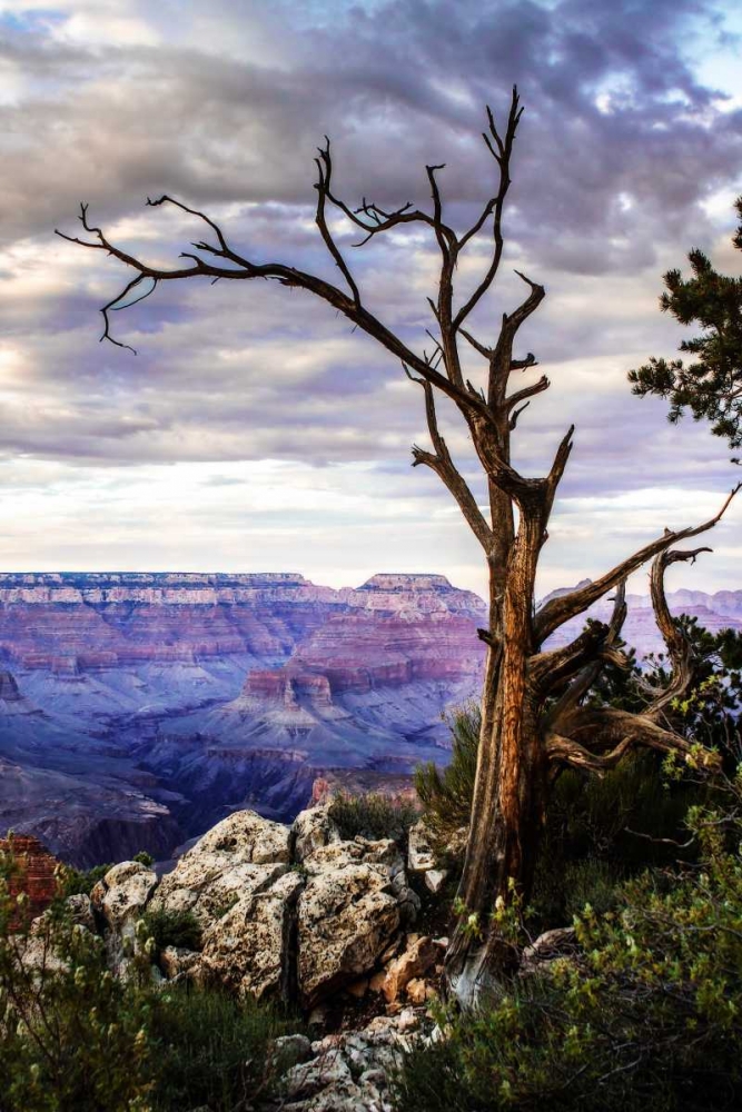 Evening on the Rim I art print by Alan Hausenflock for $57.95 CAD