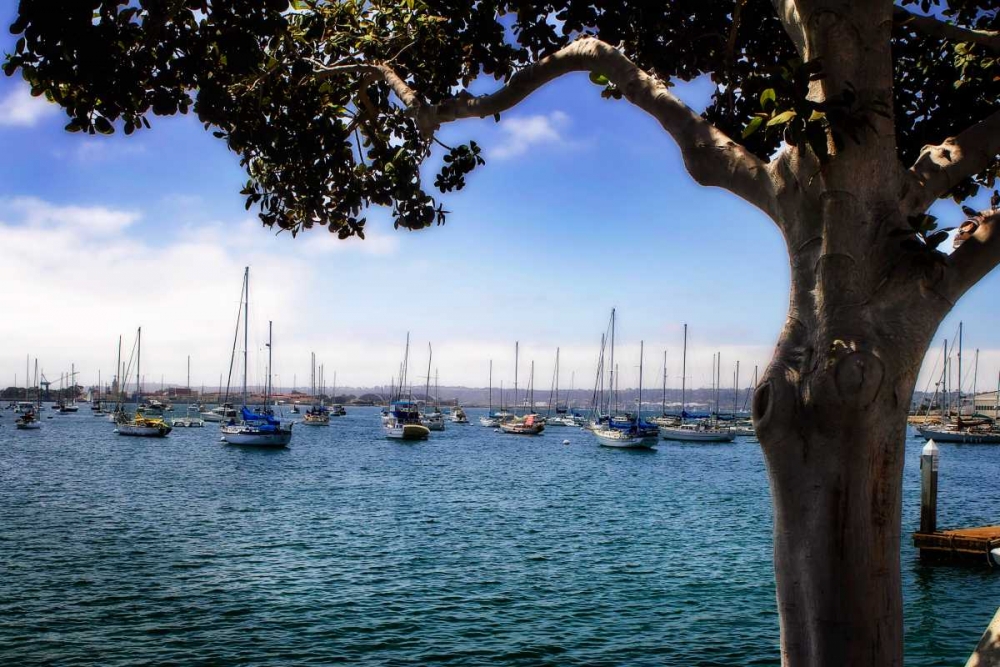 San Diego Que IV art print by Alan Hausenflock for $57.95 CAD
