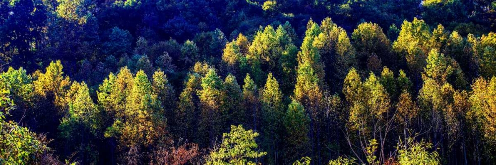 Autumn Ridge I art print by Alan Hausenflock for $57.95 CAD