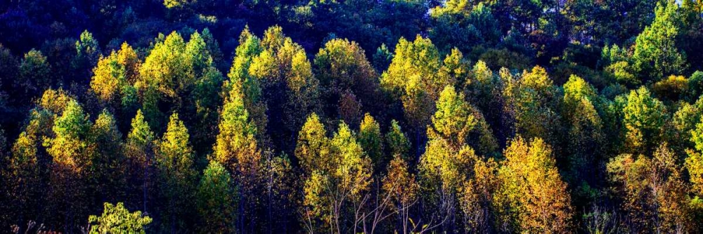 Autumn Ridge II art print by Alan Hausenflock for $57.95 CAD