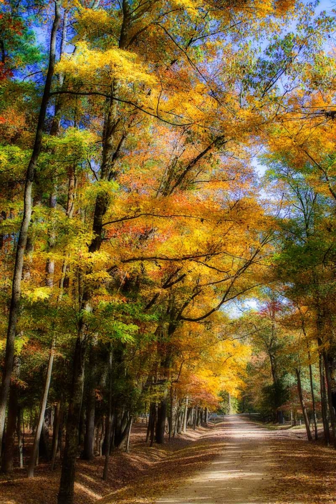 Goose Pond Lane IV art print by Alan Hausenflock for $57.95 CAD