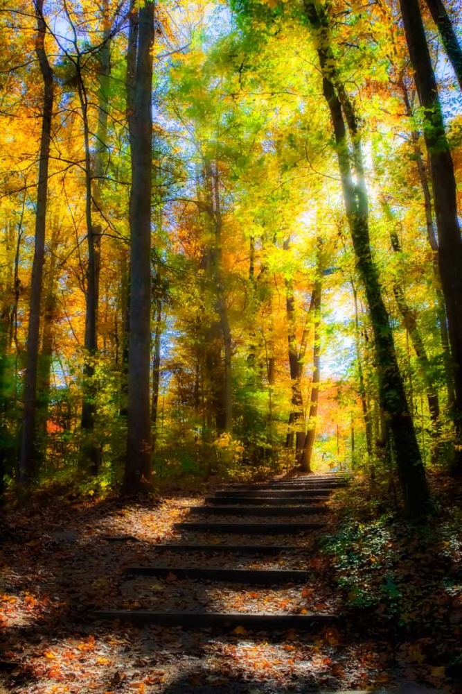 Autumn Light I art print by Alan Hausenflock for $57.95 CAD