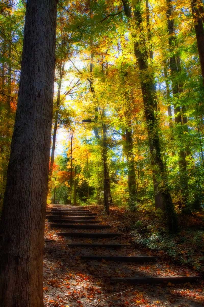 Autumn Light II art print by Alan Hausenflock for $57.95 CAD