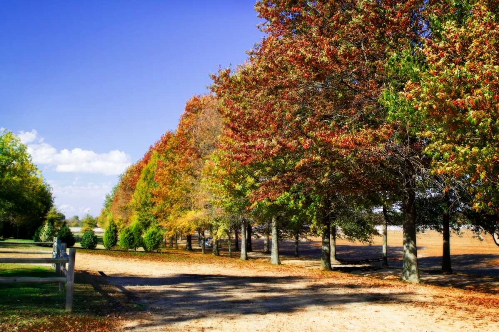 Plantation Road art print by Alan Hausenflock for $57.95 CAD