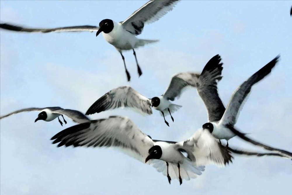 Gulls I art print by Alan Hausenflock for $57.95 CAD