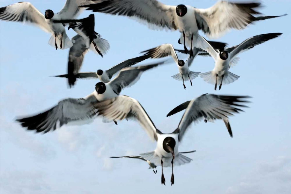 Gulls II art print by Alan Hausenflock for $57.95 CAD