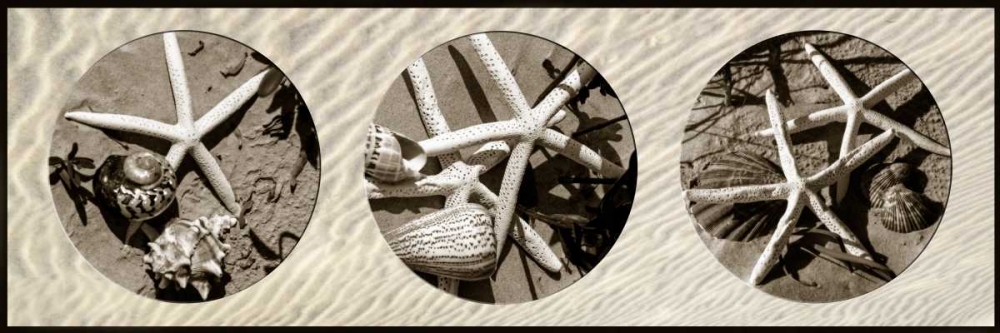 Starfish art print by Alan Hausenflock for $57.95 CAD