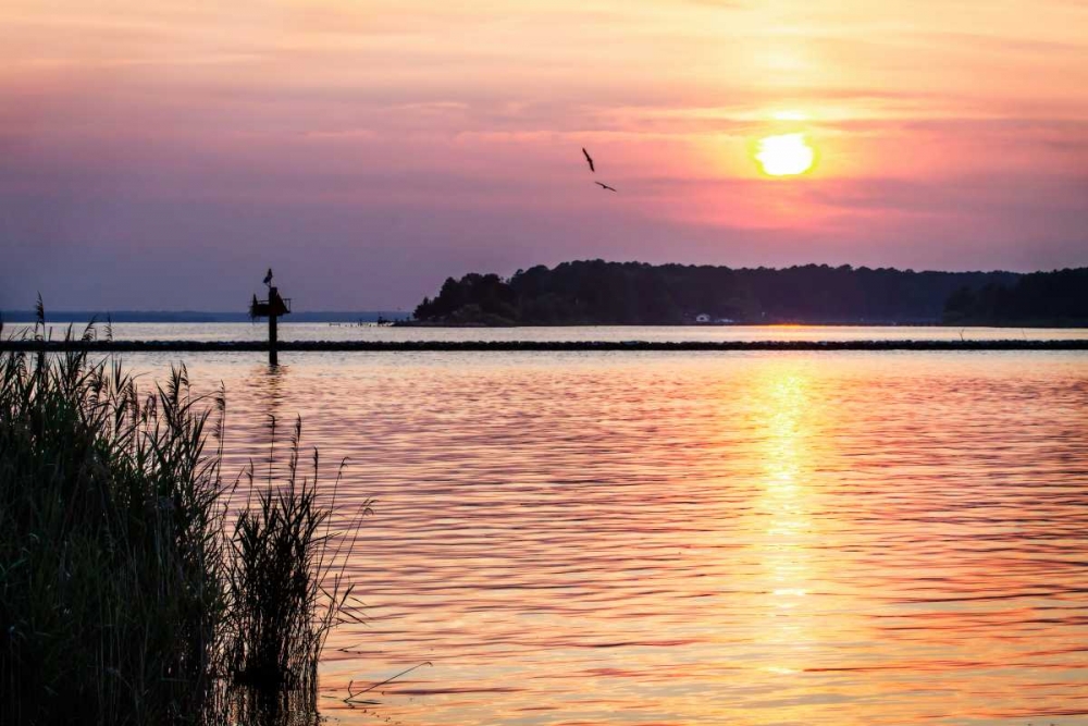 Ospreys at Sunset art print by Alan Hausenflock for $57.95 CAD