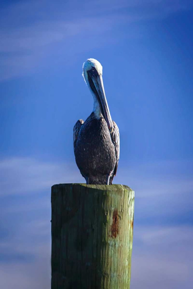 Mr. Pelican I art print by Alan Hausenflock for $57.95 CAD