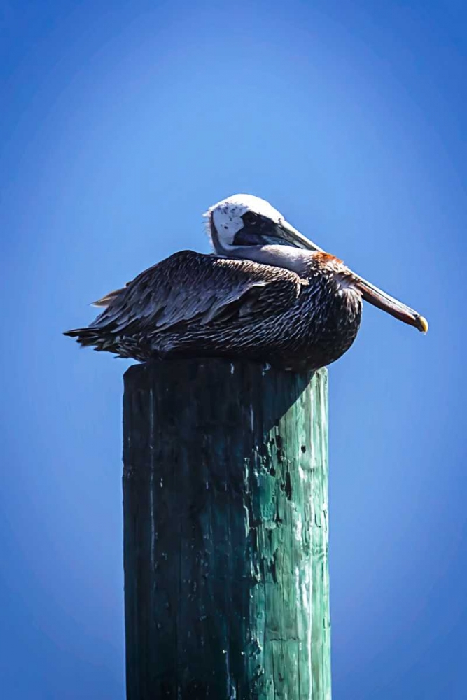 Mr. Pelican II art print by Alan Hausenflock for $57.95 CAD