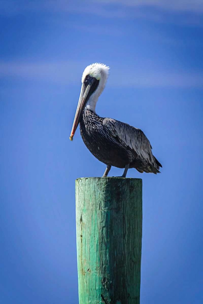 Mr. Pelican III art print by Alan Hausenflock for $57.95 CAD