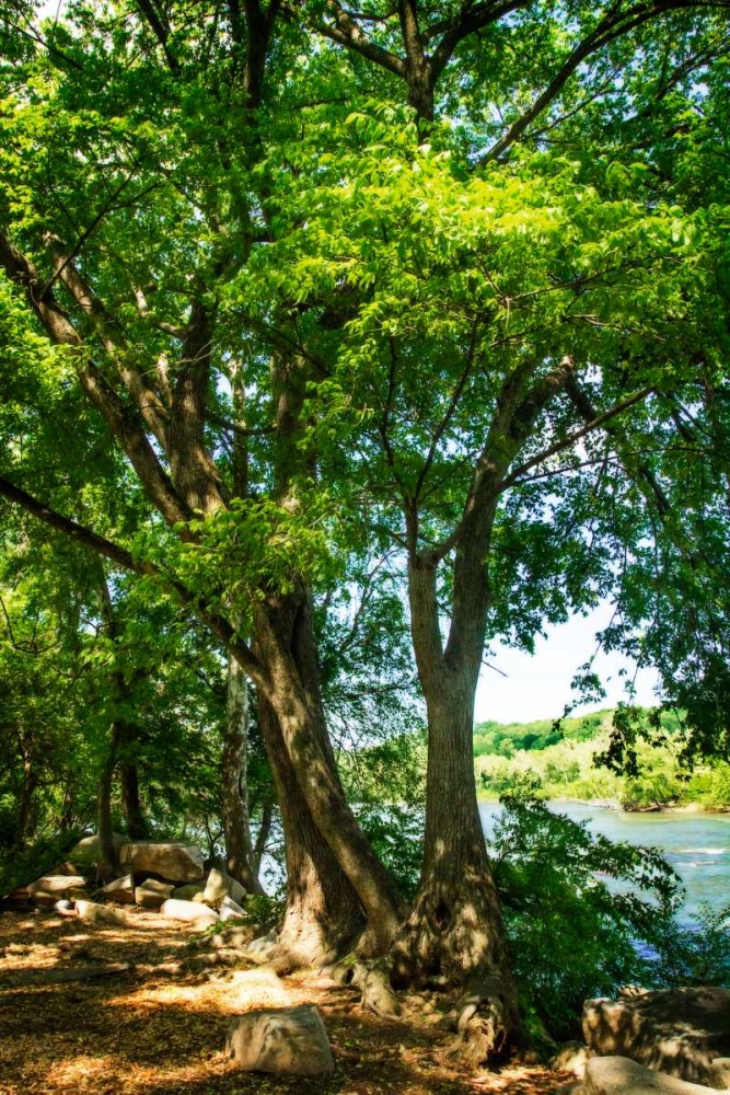 Spring On The River IV art print by Alan Hausenflock for $57.95 CAD