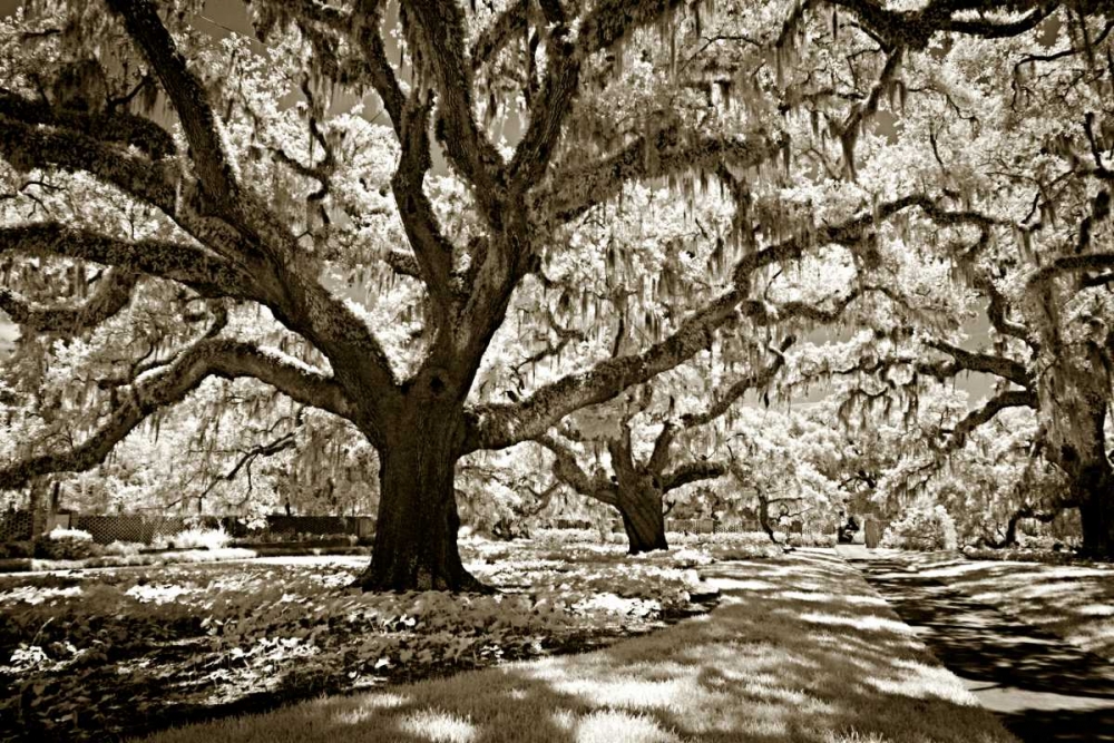 Plantation Walk I art print by Alan Hausenflock for $57.95 CAD