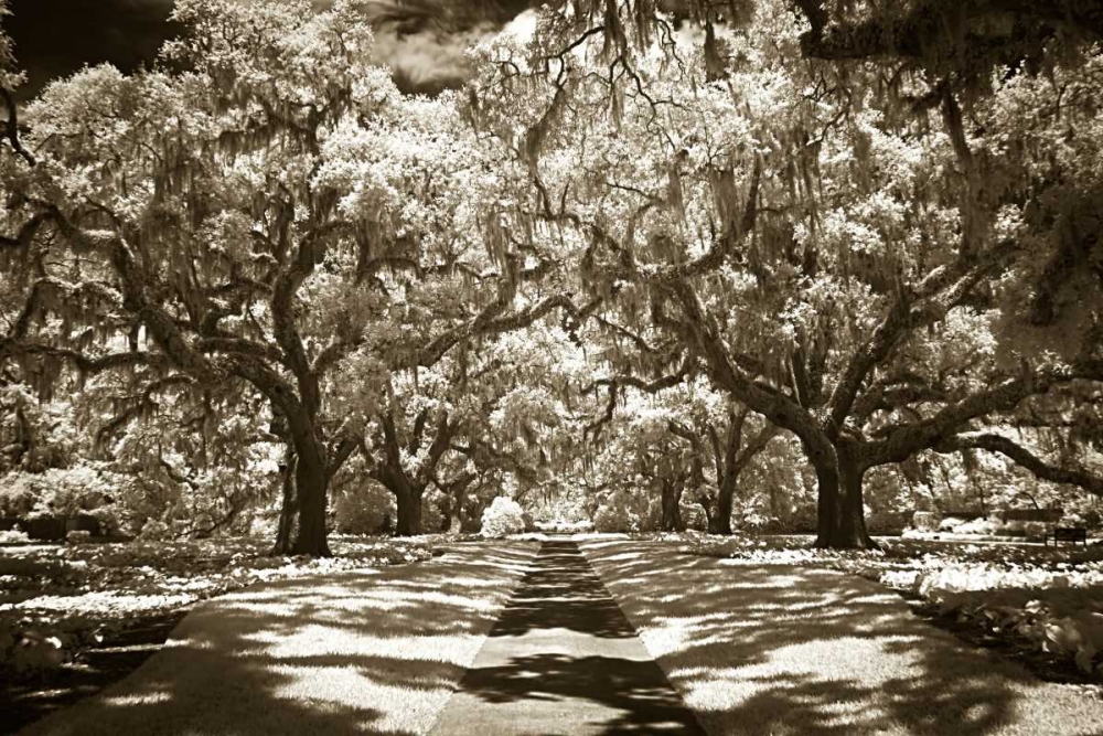 Plantation Walk II art print by Alan Hausenflock for $57.95 CAD