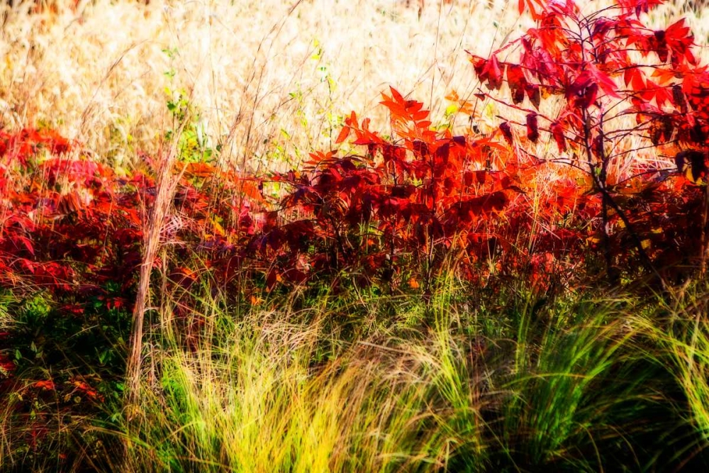 Color Of Fall II art print by Alan Hausenflock for $57.95 CAD