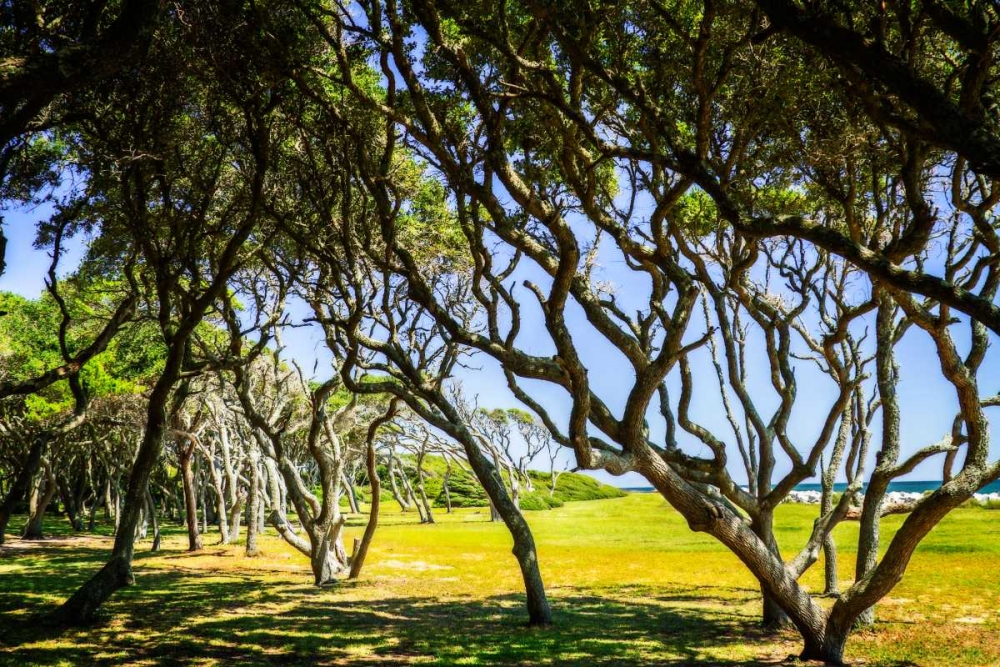 Windswept Barrier Island art print by Alan Hausenflock for $57.95 CAD