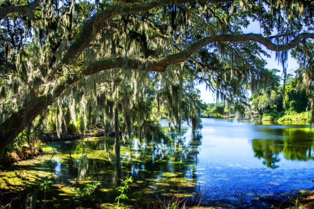 Spanish Moss I art print by Alan Hausenflock for $57.95 CAD