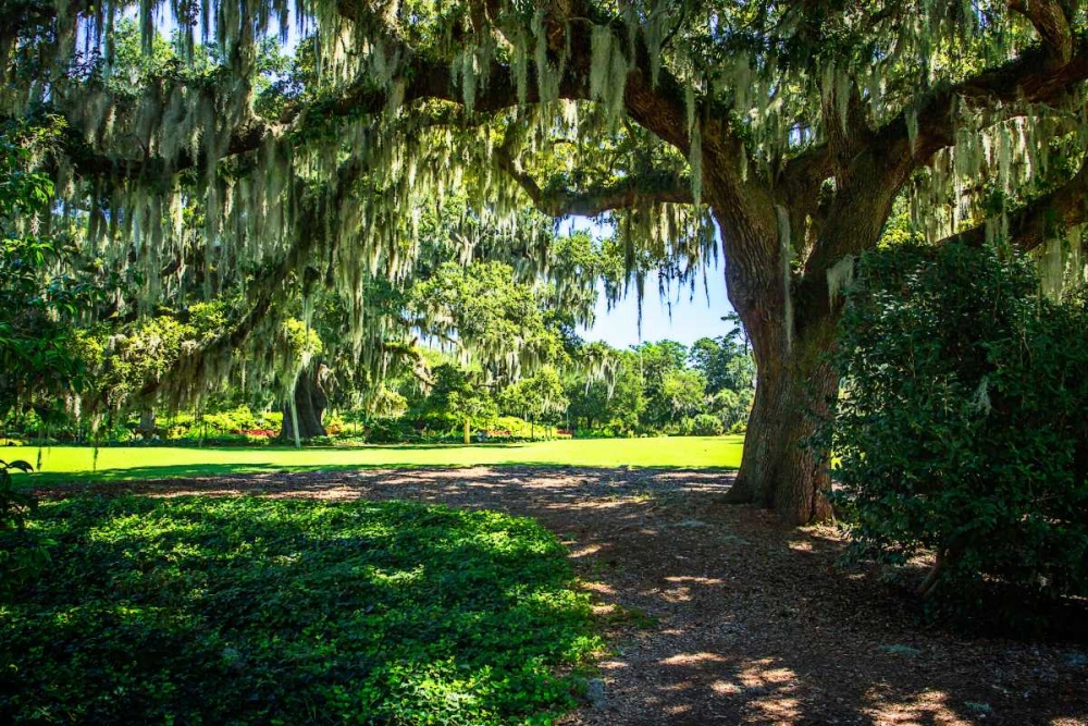 Spanish Moss II art print by Alan Hausenflock for $57.95 CAD