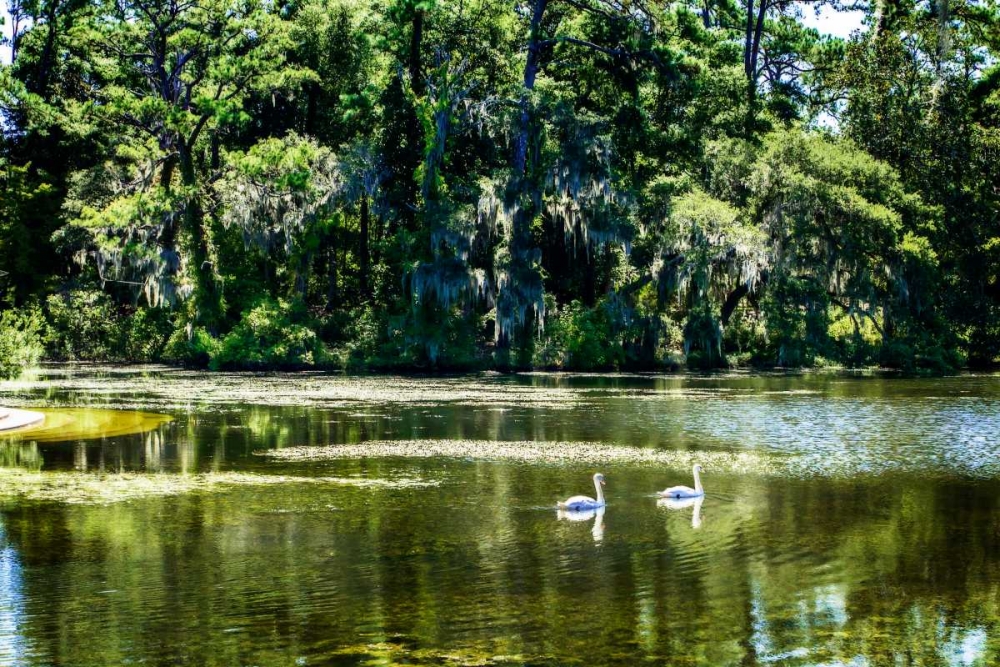 Swans I art print by Alan Hausenflock for $57.95 CAD