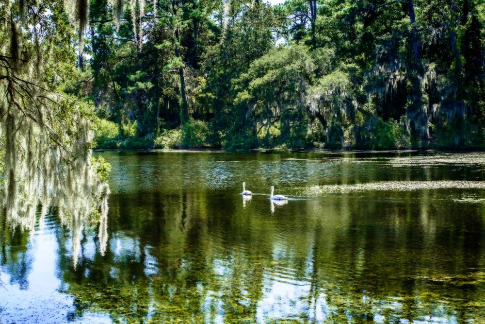 Swans II art print by Alan Hausenflock for $57.95 CAD