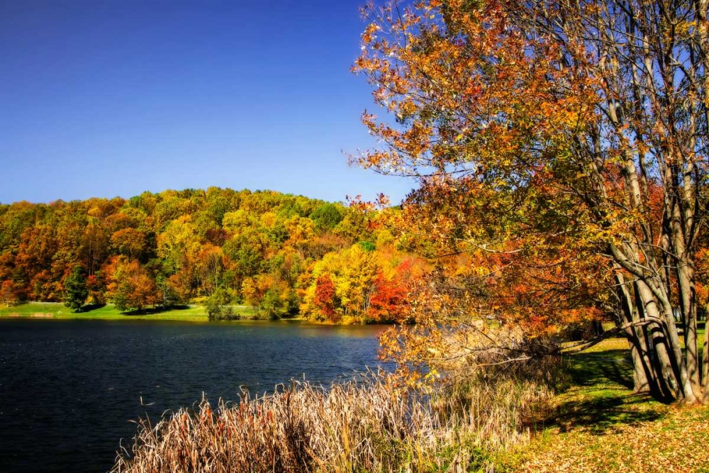 Highland Autumn I art print by Alan Hausenflock for $57.95 CAD