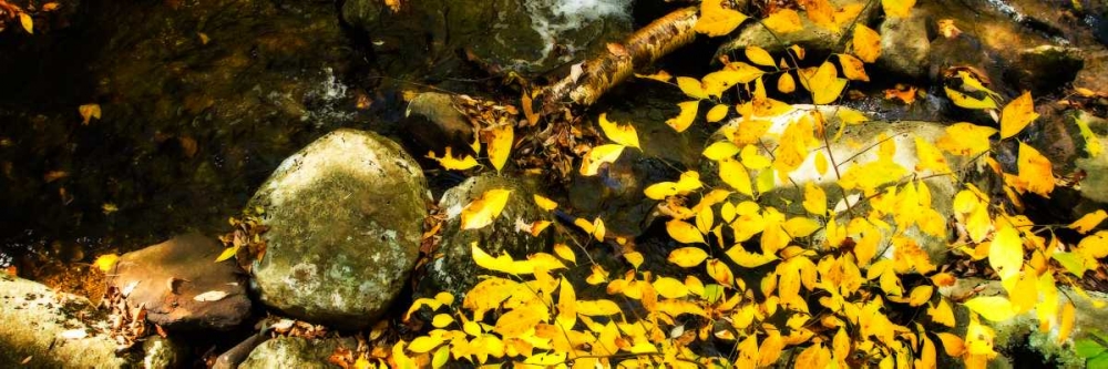 Forest Floor I art print by Alan Hausenflock for $57.95 CAD