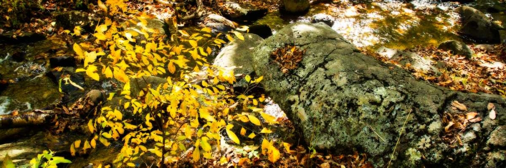 Forest Floor II art print by Alan Hausenflock for $57.95 CAD