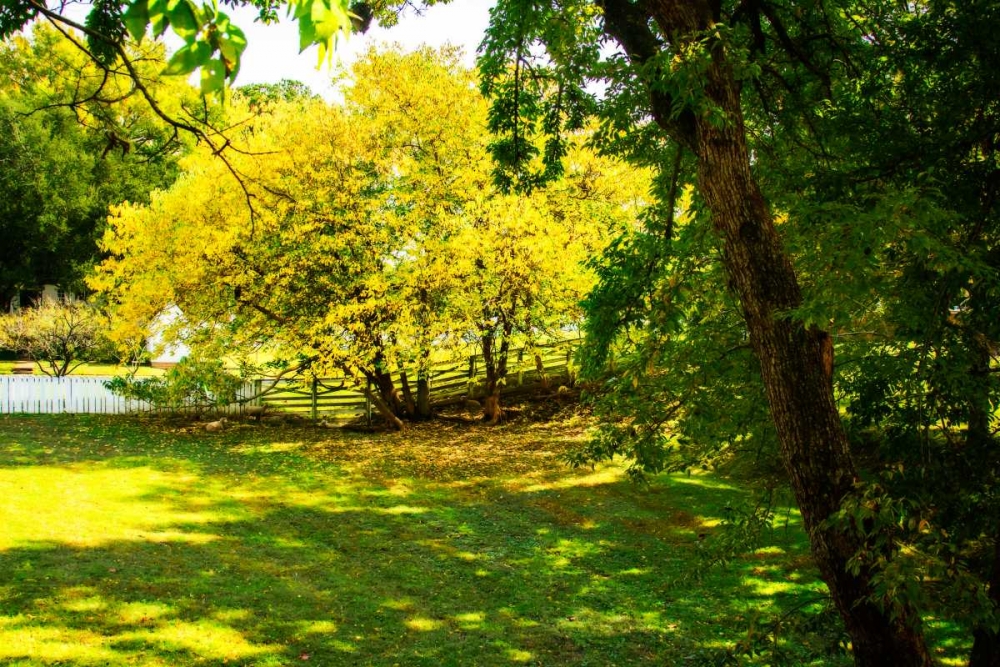 Backyard Color I art print by Alan Hausenflock for $57.95 CAD