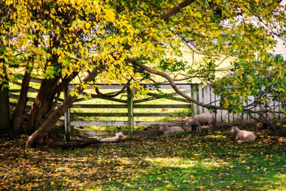 Lambs II art print by Alan Hausenflock for $57.95 CAD