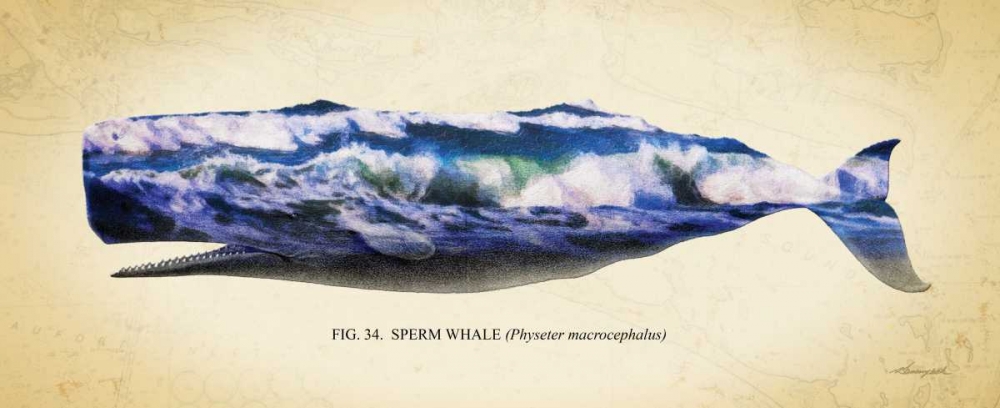 Sperm Whale art print by Alan Hausenflock for $57.95 CAD