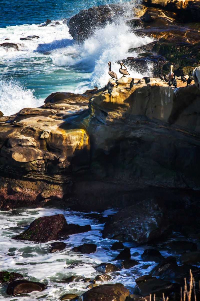 La Jolla Pelicans I art print by Alan Hausenflock for $57.95 CAD