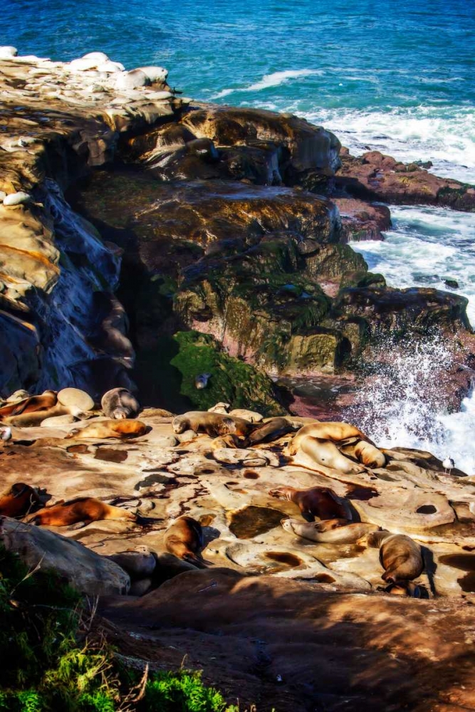 La Jolla Sea Lions I art print by Alan Hausenflock for $57.95 CAD