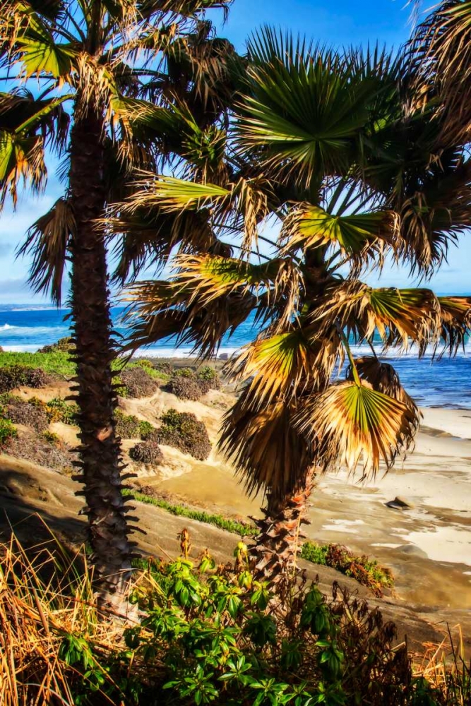 La Jolla Palms I art print by Alan Hausenflock for $57.95 CAD