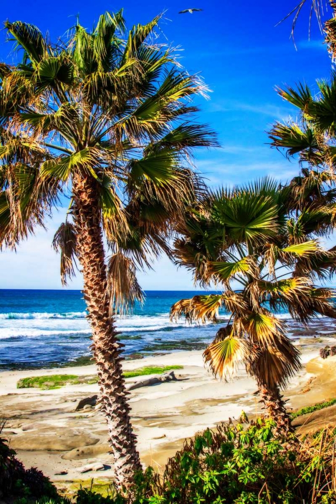 La Jolla Palms II art print by Alan Hausenflock for $57.95 CAD