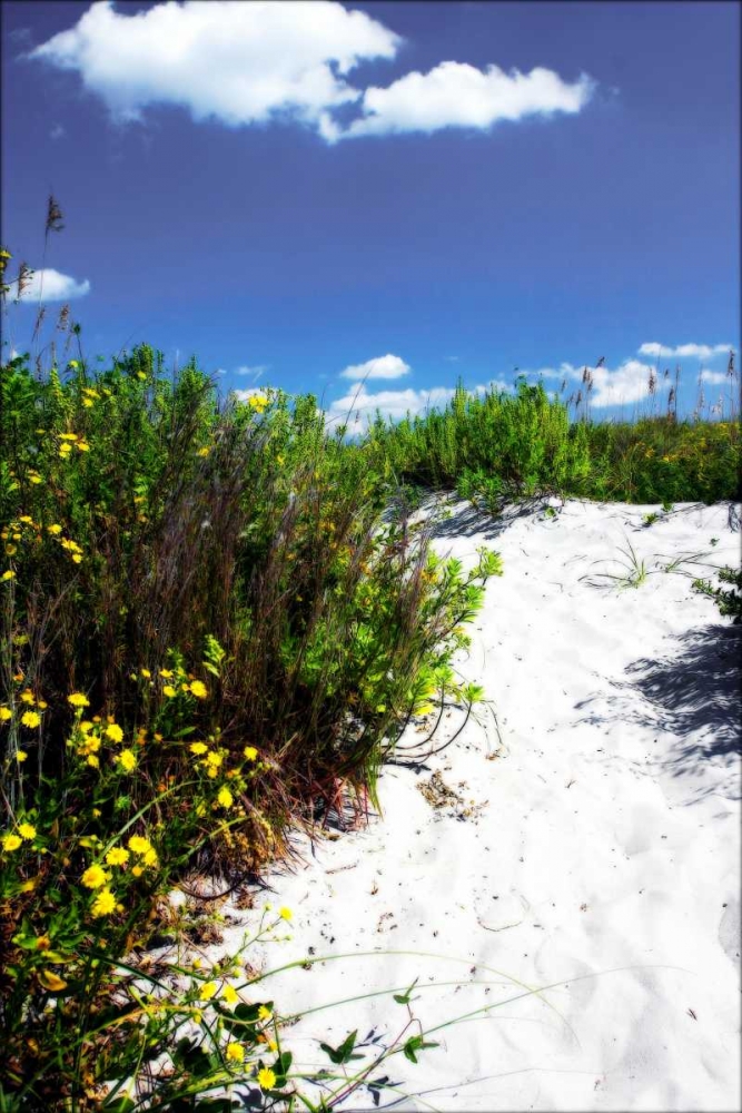 A Sandy Pathway I art print by Alan Hausenflock for $57.95 CAD