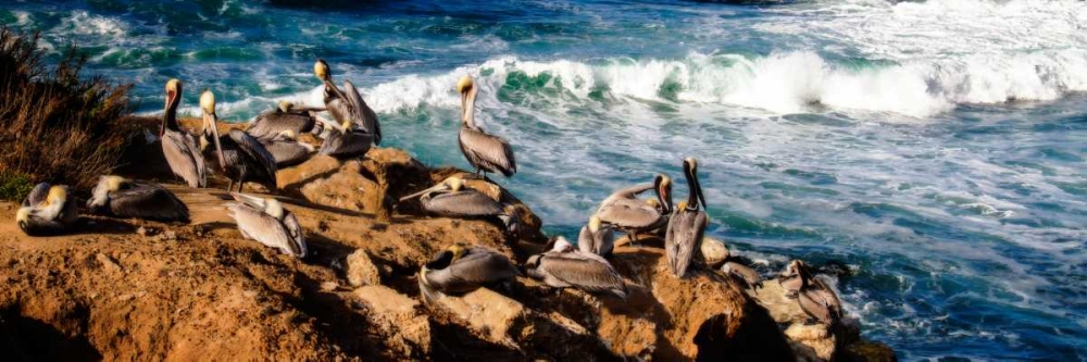 La Jolla Pelicans II art print by Alan Hausenflock for $57.95 CAD