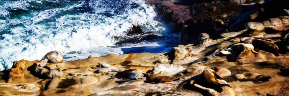 La Jolla Sea Lions II art print by Alan Hausenflock for $57.95 CAD