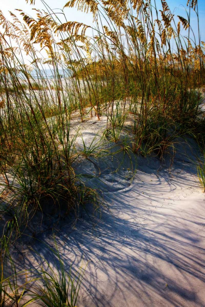 Sea Oats and Shadow I art print by Alan Hausenflock for $57.95 CAD