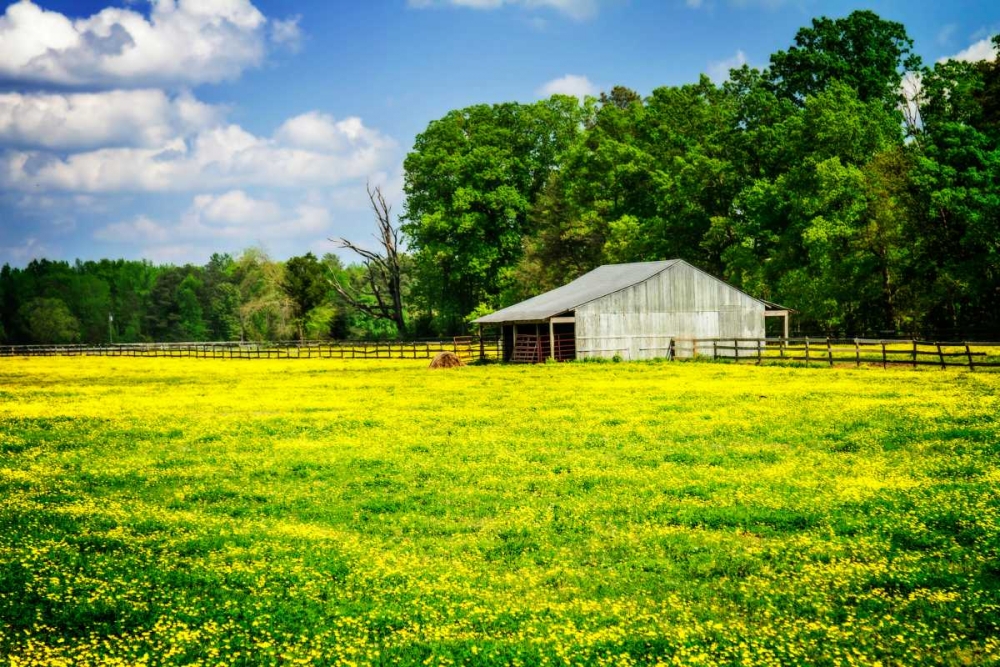 Spring Pasture I art print by Alan Hausenflock for $57.95 CAD
