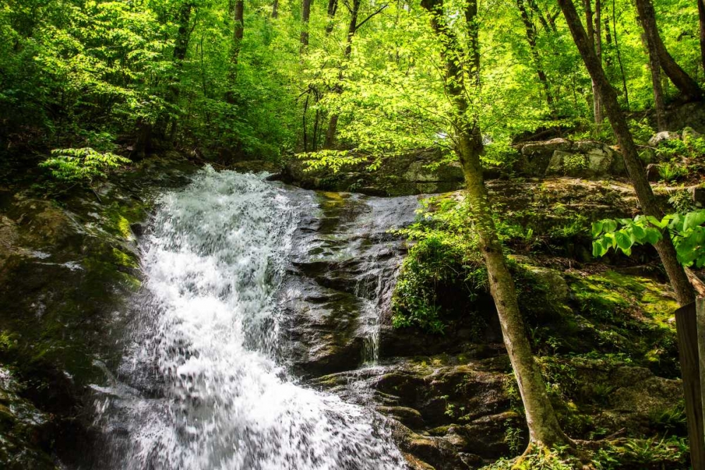 Deep Woods Waterfall I art print by Alan Hausenflock for $57.95 CAD