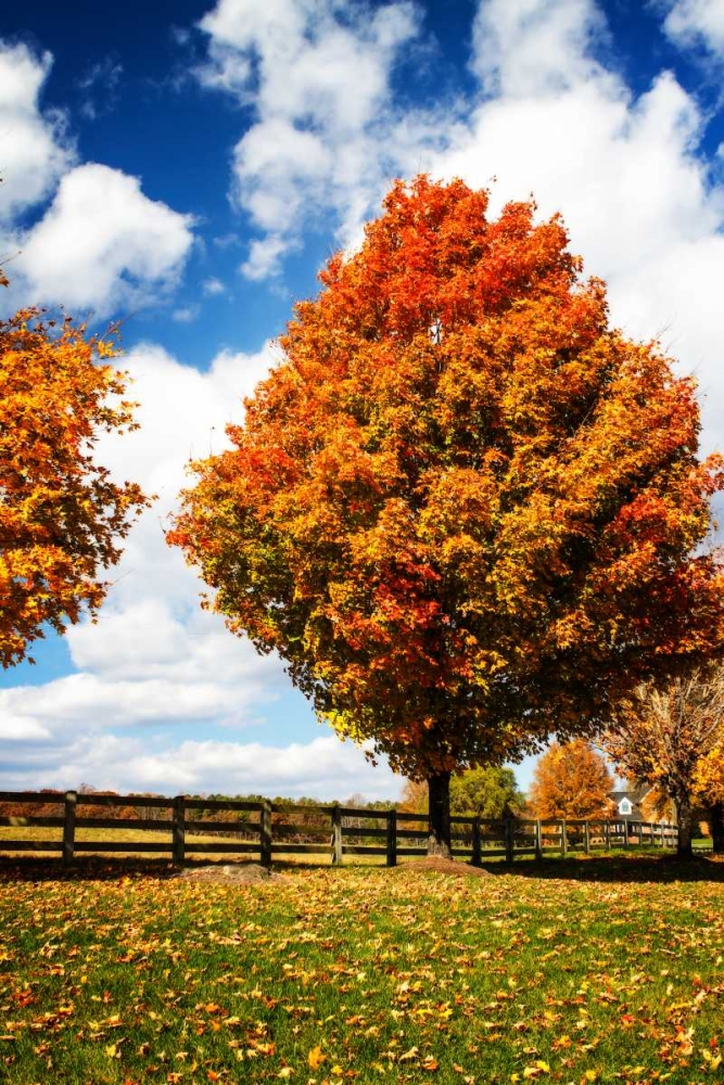 Trees of Gold I art print by Alan Hausenflock for $57.95 CAD