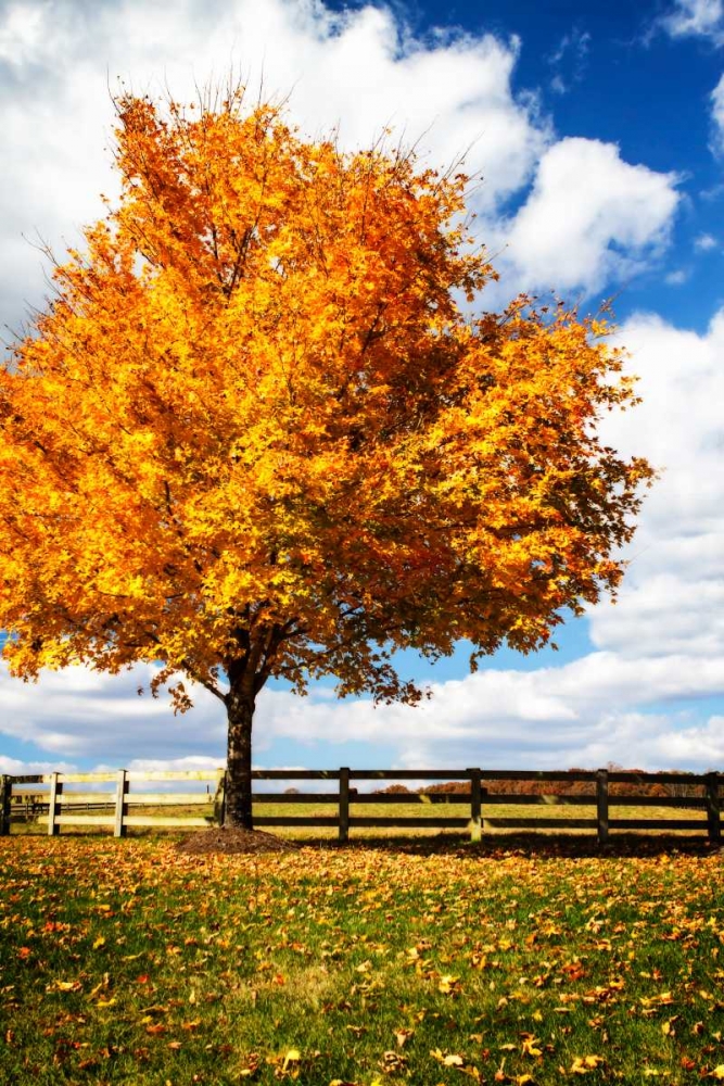 Trees of Gold II art print by Alan Hausenflock for $57.95 CAD