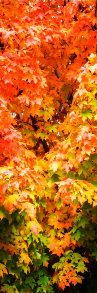 Autumn Maple I art print by Alan Hausenflock for $57.95 CAD